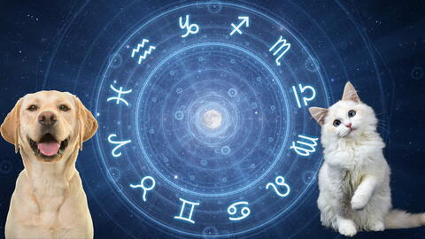 Zodiac Signs for Dogs and Cats The Old Farmer s Almanac